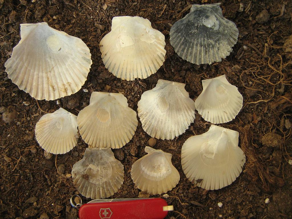 Piccoli pecten